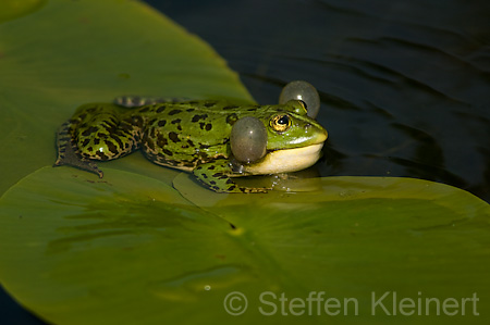 Teichfrosch (Rana kl. esculenta)  - 19